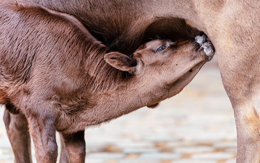 Monitoring Program UKS: Solusi untuk Meningkatkan Kesehatan Masyarakat Sekolah