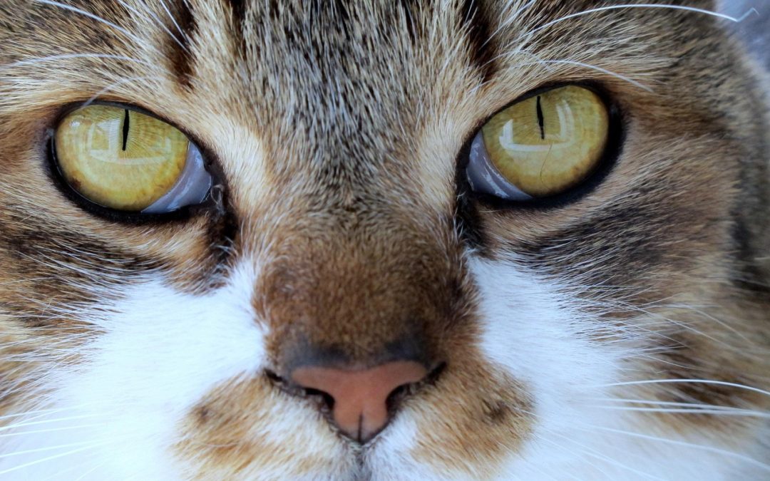 Panduan Pendaftaran Data Kesehatan oleh Dinas Kesehatan Bangka Selatan